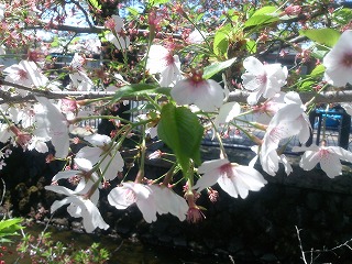 八瀬川の桜並木