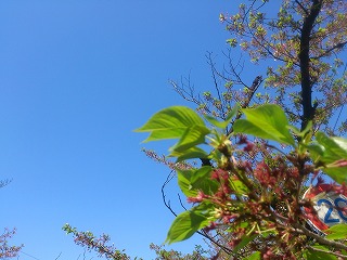 初夏を思わせる空