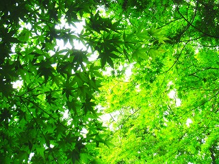 青梅の新緑