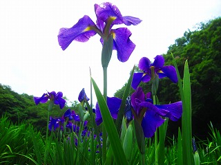 吹上しょうぶ公園