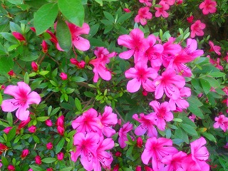 サツキの花