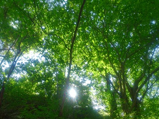 木漏れ日が新鮮