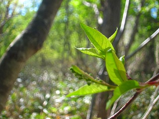 芽吹きの季節