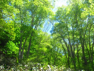 段小屋坂の新緑