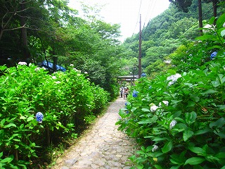 あじさい坂の景観