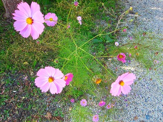 遠野盆地