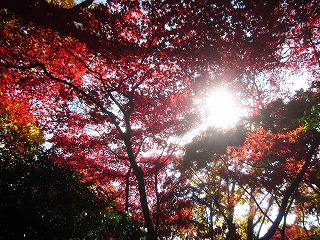 唐沢山神社