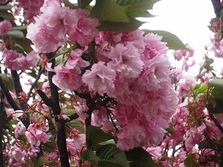 八重桜
