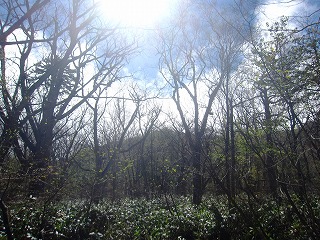 朝日の射す森