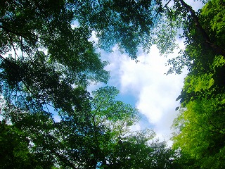 新緑と青空