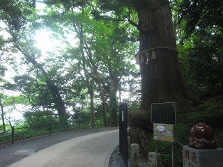 たこ杉