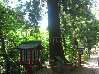 参道の杉並木