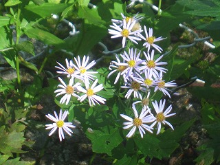 ヨメナの花