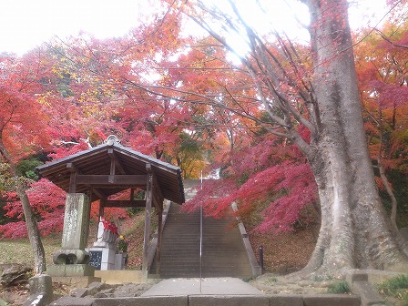 金龍寺の紅葉
