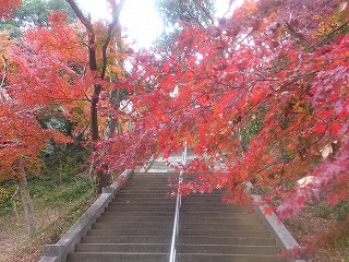 金龍寺の紅葉