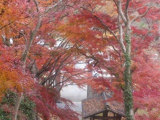 金龍寺の紅葉