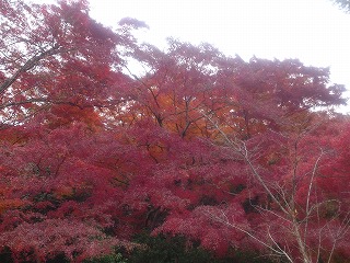 金龍寺の紅葉