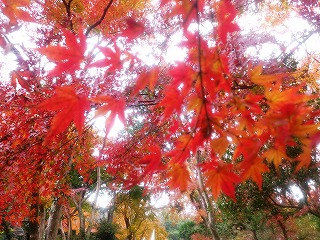 金龍寺の紅葉