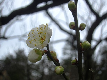 兼六園