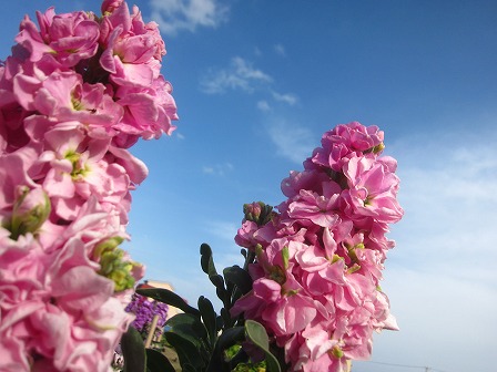 白間津の花畑
