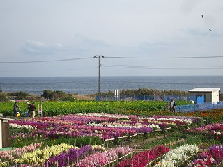 白間津の花畑