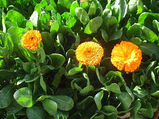白間津の花畑
