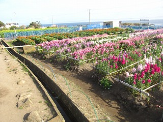 白間津の花畑