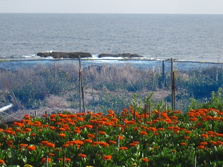 白間津の花畑