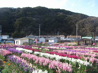 白間津の花畑