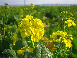 白間津の花畑