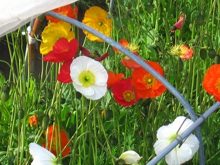 白間津の花畑