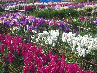 白間津の花畑