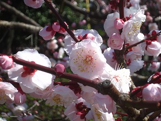 亀戸天神
