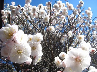 小村井香取神社
