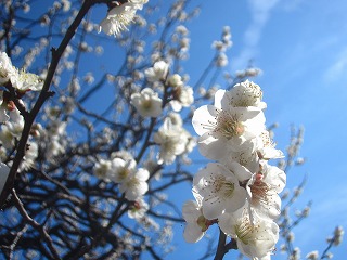向島百花園