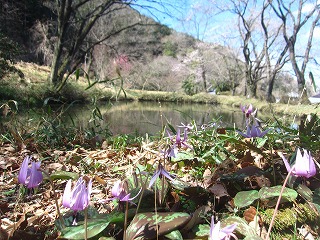 小川町：カタクリ