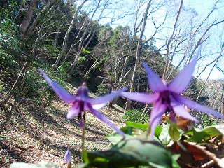 小川町：カタクリ
