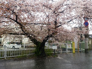 雪中の八瀬川の桜