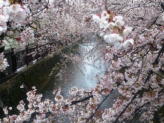 雪中の八瀬川の桜