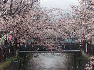 雪中の八瀬川の桜