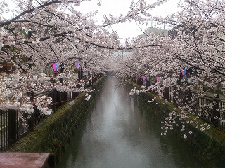 雪中の八瀬川の桜