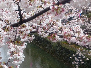 雪中の八瀬川の桜