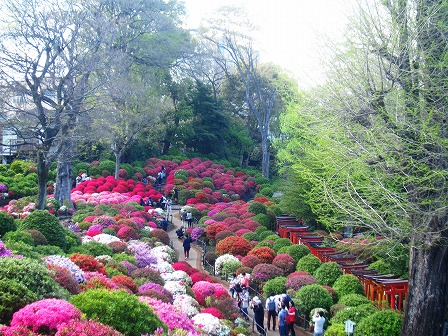 根津神社のつつじ