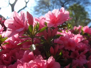 根津神社のつつじ