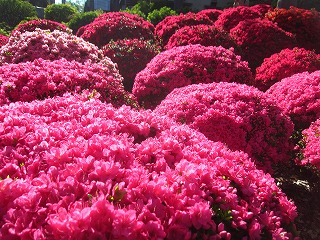 根津神社のつつじ