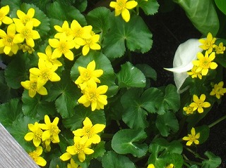 リュウキンカ