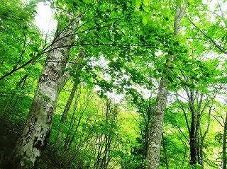山里の風景