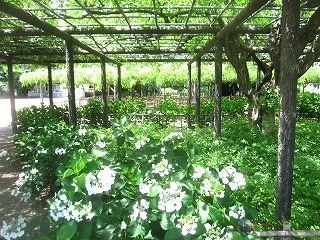 玉敷公園