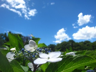 ガクアジサイと夏空