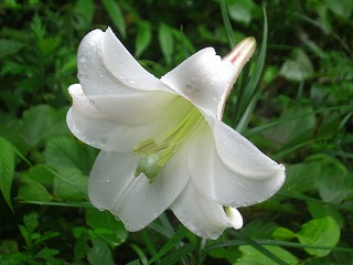 七合目